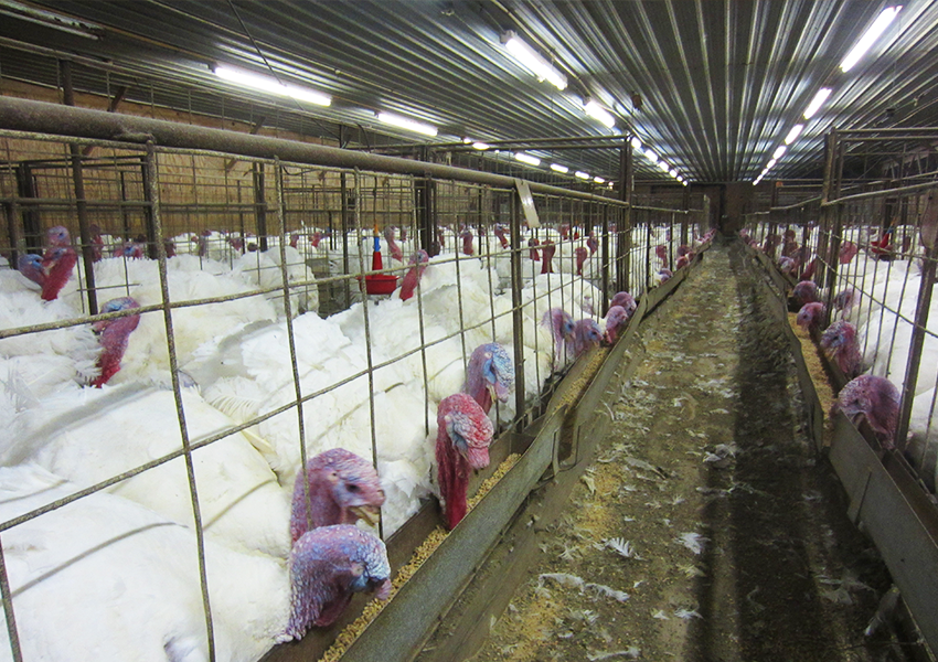 Factory farm with turkeys