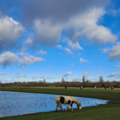 Flooded Port Meadow