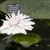 victoria cruziana - water lily